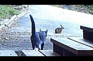 Domestic Cat Hunting Rabbit