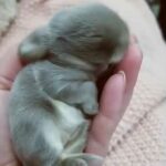 This adorable baby bunny will make your day !