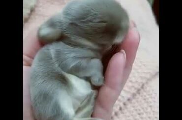 This adorable baby bunny will make your day !