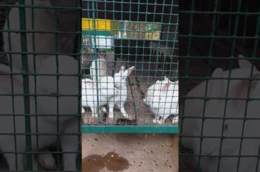 Cute rabbits