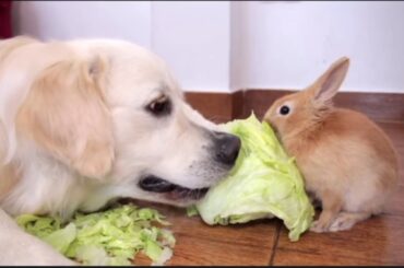 Funny Dog helps Cute Rabbit Eat Cabbage