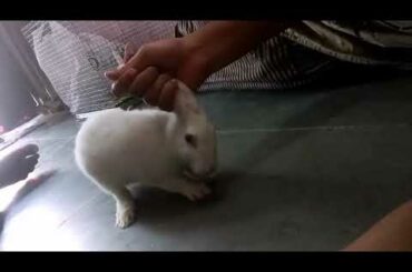 My cute rabbit dance performance is so cute😘😘😘😘😘😍😍😍😍