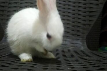 Rabbit  cute moment