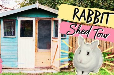 Rabbit Shed Tour & Organisation | Pet Wednesday | Lilpetchannel