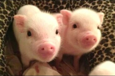 Cute Micro Pig - A Cute Mini Pig Videos Compilation 2015