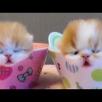 Cute baby pets Videos Compilation cute moment of the pets - Cutest Pets #1