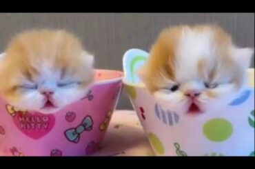 Cute baby pets Videos Compilation cute moment of the pets - Cutest Pets #1