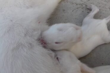 BABY RABBIT DRINKS MILK
