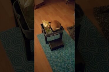 Franchie Rabbit [ eating] -CanelaCandela the bunny🐇