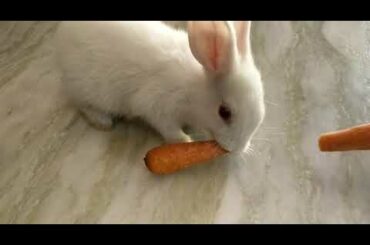 Cute bunny