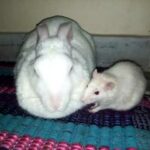 Funny White Mice Loves Rabbit | Very Cute White Mice and White Rabbit | Domestic Rabbit and Lab Mice