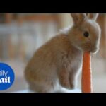 ADORABLE baby bunny rabbit munches on a giant carrot