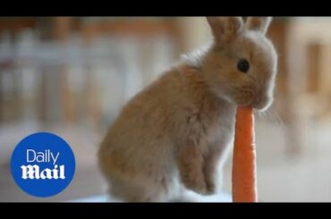 ADORABLE baby bunny rabbit munches on a giant carrot