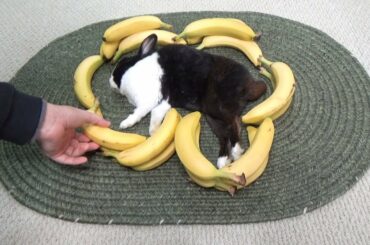 Waking a sleeping rabbit by surrounding him with bananas