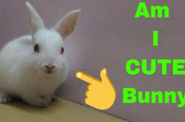 most funny cute rabbit video compilation
