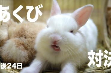 仔ウサギのあくび対決！！#73【Baby rabbit yawning battle】