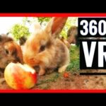 360 Video - Adorable Bunnies