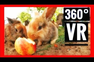 360 Video - Adorable Bunnies