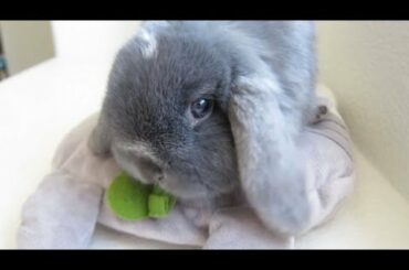 Cute Bunny Rabbit FIGHTS Totoro Toy!