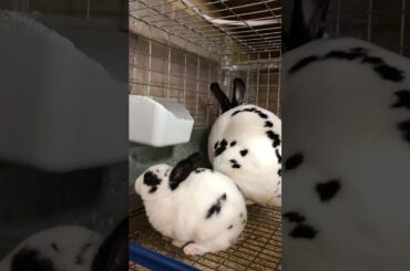 Baby Mini Rex Trying to Eat