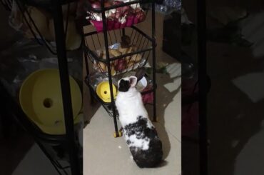 Cute Bunny reaction after caught eating pototoes