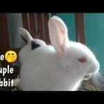 2 Cute Couple rabbit | Cute rabbit playing | animal lover