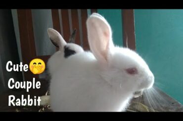 2 Cute Couple rabbit | Cute rabbit playing | animal lover