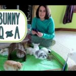 Holland Lop Bunny Q&A - and Baby Bunny Update