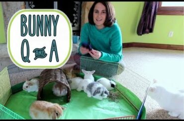Holland Lop Bunny Q&A - and Baby Bunny Update