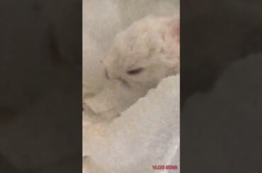 Cute baby bunny video