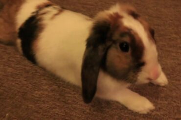 Starbuck the cutest Rabbit playing+hopping with her fav Bugs Bunny toy with a big flop ending