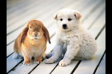 Funny rabbits playing with dogs - Compilation