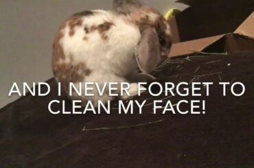 Cute rabbit’s cleaning routine!