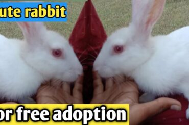 FREE ! FREE ! cute rabbits for free Adoption 😍