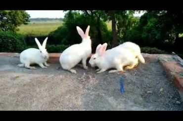 Rabbit  કેટલા Cute સસલા 6