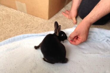 Bunny, the Rex Rabbit in Black Otter, 10 weeks old