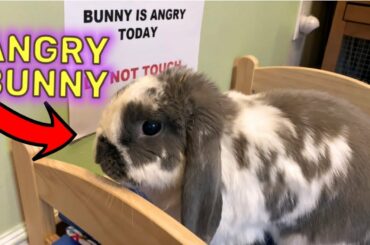 Aggressive rabbit doesn't like the sign above his bed