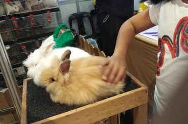 Cute bunnies