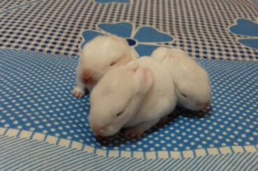 OMG MY CUTE BABY RABBIT