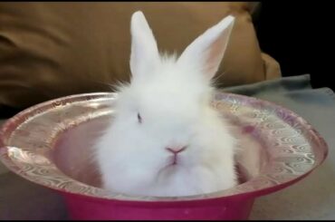 Conejito saliendo de un sombrero! Cute bunny 🐰💖
