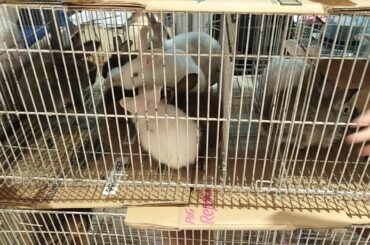 Cute bunny (tour)