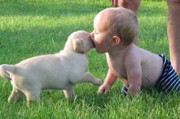 Cutest Babies and Animals become best friends | Funny Babies Video