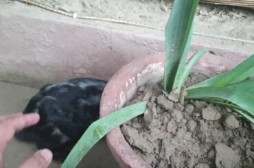 Cutest Black Rabbit