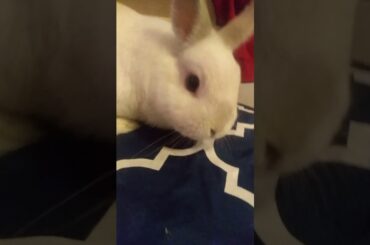 Can't tell jokes because bunny is too cute