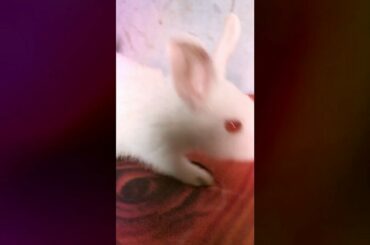 #Rabbit ,Funny Baby Bunny Rabbit Videos - Cute Rabbits  | Rabbit Sounds | खरगोश