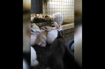 786 cute baby rabbit❤❤