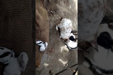 Rabbit cute baby