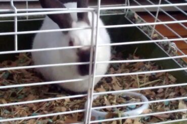 So cute!!!!!(Bunny!)
