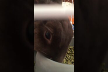 Cute rabbit eating