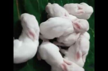 New born baby bunny #rabbits